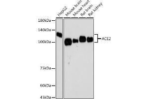 Western blot analysis of extracts of various cell lines, using  antibody  at 1:500 dilution. (ACE2 anticorps)