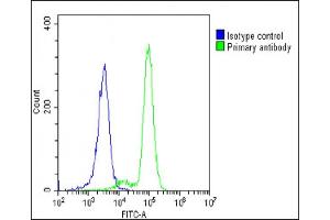 Overlay histogram showing K562 cells stained with (ABIN653968 and ABIN2843918)(green line). (POTEE anticorps  (AA 380-409))