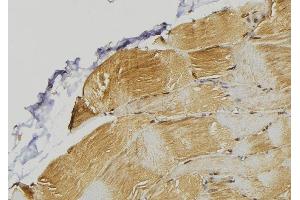 ABIN6272974 at 1/100 staining Mouse muscle tissue by IHC-P. (PDLIM7 anticorps  (N-Term))