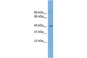 WB Suggested Anti-WBP4  Antibody Titration: 0. (WBP4 anticorps  (N-Term))