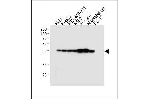 All lanes : Anti-TUBB2B Antibody (N-term) at 1:4000 dilution Lane 1: Hela whole cell lysate Lane 2: HepG2 whole cell lysate Lane 3: MDA-MB-231 whole cell lysate Lane 4: K562 whole cell lysate Lane 5: Mouse brain tissue lysate Lane 6: Mouse cerebellum tissue lysate Lane 7: PC-12 whole cell lysate Lysates/proteins at 20 μg per lane. (TUBB2B anticorps  (N-Term))