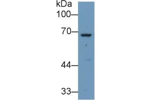 Western blot analysis of Human Liver lysate, using Rabbit Anti-Human ANGPT2 Antibody (1 µg/ml) and HRP-conjugated Goat Anti-Rabbit antibody (abx400043, 0. (Angiopoietin 2 anticorps  (AA 24-165))