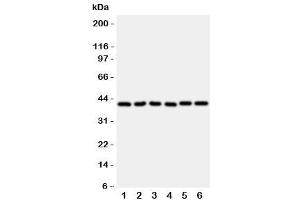 Western blot testing of WISP1 antibody and rat samples 1: heart