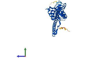 AlphaFold protein structure predicition of Mouse Recombinant Rpl7 Protein, UniprotID P14148