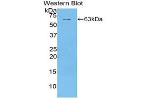 Detection of Recombinant SULF1, Human using Polyclonal Antibody to Sulfatase 1 (SULF1) (SULF1 anticorps  (AA 609-871))