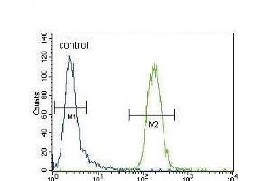 CYP3A4 Antibody (Center) ABIN392216 flow cytometric analysis of CEM cells (right histogram) compared to a negative control cell (left histogram).