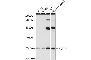 Western blot analysis of extracts of various cell lines, using  antibody (ABIN3016923, ABIN3016924, ABIN3016925 and ABIN6219882) at 1:1000 dilution. (Aquaporin 10 anticorps  (AA 209-301))