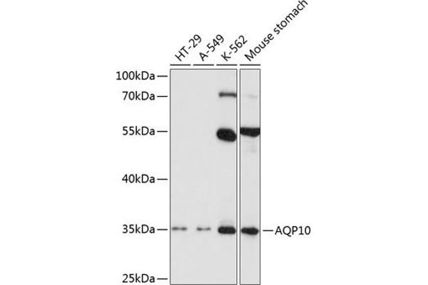 Aquaporin 10 抗体  (AA 209-301)