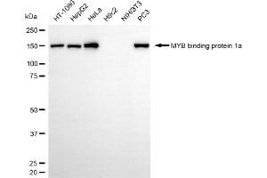 Western blotting analysis using MYB binding protein 1a antibody (ABIN7799502). (MYBBP1A anticorps)
