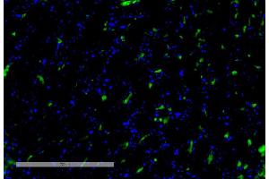Immunohistochemistry analysis using Mouse Anti-VPS35 Monoclonal Antibody, Clone 8A3 (ABIN6932968).