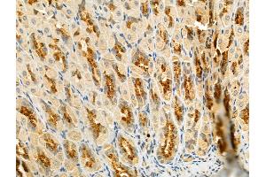 KIAA0182 Antibody at 1/100 staining Mouse stomach tissue by IHC-P. (GSE1/KIAA0182 anticorps  (Internal Region))