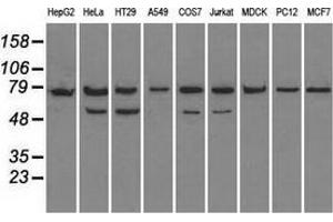 Western blot analysis of extracts (35 µg) from 9 different cell lines by using anti-HSPA9 monoclonal antibody.
