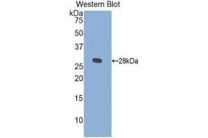 Western Blotting (WB) image for anti-Kallikrein 1 (KLK1) (AA 25-261) antibody (ABIN3207471) (Kallikrein 1 anticorps  (AA 25-261))