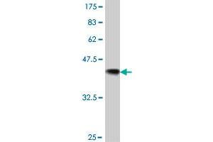 Western Blot detection against Immunogen (37.
