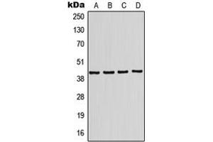 Western blot analysis of Kir4. (KCNJ10 anticorps  (Center))