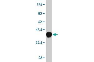 Western Blot detection against Immunogen (37. (WWP1 anticorps  (AA 152-260))