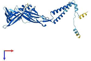 AlphaFold protein structure predicition of Human Recombinant P2RX4 Protein, UniprotID Q99571