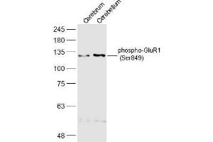 Lane 1: Mouse Cerebrum lysates Lane 2: Mouse Cerebellum lysates probed with phospho-GluR1 (Ser849) Polyclonal Antibody, Unconjugated  at 1:500 dilution and 4˚C overnight incubation. (Glutamate Receptor 1 anticorps  (pSer849))