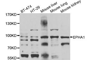 Western blot analysis of extracts of various cell lines, using EPHA1 antibody (ABIN4903585) at 1:1000 dilution. (EPHA1 anticorps)
