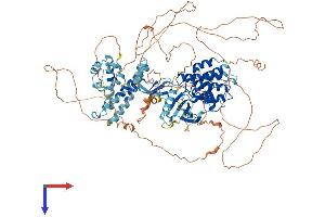 AlphaFold protein structure predicition of Human Recombinant KSR2 Protein, UniprotID Q6VAB6