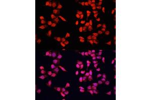 Immunofluorescence analysis of U2OS cells using YB-1/YB-1/YBX1 antibody (ABIN7271411) at dilution of 1:100.