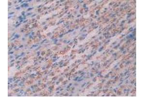 IHC-P analysis of Rat Stomach Tissue, with DAB staining. (Cathepsin D anticorps  (AA 120-407))