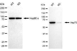 Western blotting analysis using Hsp70 antibody (ABIN7798851). (Recombinant HSP70 1A anticorps)