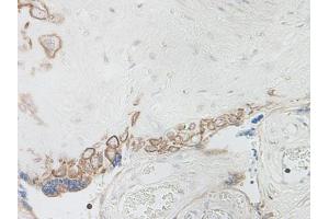 Image no. 5 for anti-Interleukin 15 (IL15) antibody (ABIN464931) (IL-15 anticorps)