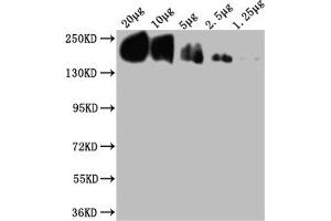 Western Blot
