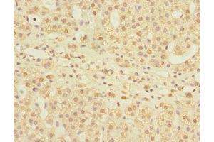 Immunohistochemistry of paraffin-embedded human adrenal gland tissue using ABIN7158982 at dilution of 1:100