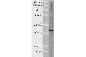 Aha1 Human Cell line Mix 10ug 1 in 1000. (AHSA1 anticorps)
