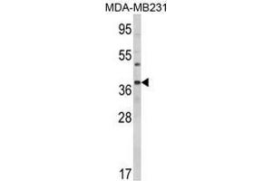 Image no. 1 for anti-BCL2-Associated Athanogene (BAG1) (C-Term) antibody (ABIN452778) (BAG1 anticorps  (C-Term))