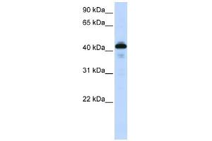 SFTPB antibody used at 1 ug/ml to detect target protein. (SFTPB anticorps  (Middle Region))