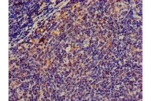 Immunohistochemistry of paraffin-embedded human lymph node tissue using ABIN7160365 at dilution of 1:100 (Musculin anticorps  (AA 3-143))