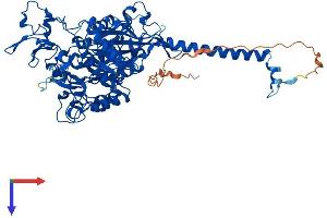 AlphaFold protein structure predicition of Mouse Recombinant Slc3a1 Protein, UniprotID Q91WV7