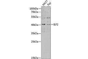 Western blot analysis of extracts of various cell lines, using ILF2 antibody (ABIN6128088, ABIN6142415, ABIN6142417 and ABIN6217271) at 1:1000 dilution. (ILF2 anticorps  (AA 1-280))