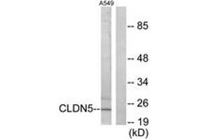 Western blot analysis of extracts from A549 cells, using Claudin 5 Antibody. (Claudin 5 anticorps  (AA 169-218))