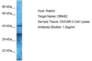 Host: Rabbit Target Name: OR4S2 Sample Type: OVCAR-3 Whole Cell lysates Antibody Dilution: 1. (OR4S2 anticorps  (C-Term))