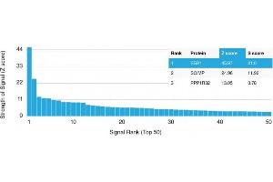 Analysis of Protein Array containing more than 19,000 full-length human proteins using Estrogen Receptor, alpha Mouse Monoclonal Antibody (ER506). (Estrogen Receptor alpha anticorps  (AA 2-185))