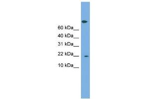 WB Suggested Anti-PTGES3 Antibody Titration: 0. (PTGES3 anticorps  (Middle Region))