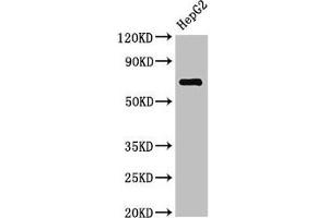 Western Blot Positive WB detected in: HepG2 whole cell lysate All lanes: ST6GALNAC1 antibody at 2. (ST6GALNAC1 anticorps  (AA 36-249))