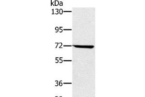 Western Blot analysis of Hela cell using NUP85 Polyclonal Antibody at dilution of 1:300 (NUP85 anticorps)