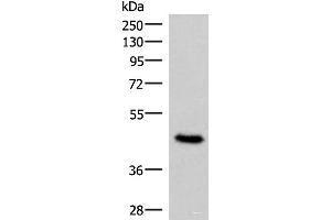 Western blot analysis of 293T cell lysate using COPS3 Polyclonal Antibody at dilution of 1:450 (COPS3 anticorps)