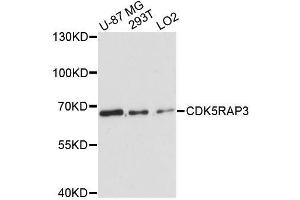 Western blot analysis of extracts of various cell lines, using CDK5RAP3 antibody. (CDK5RAP3 anticorps  (AA 1-300))