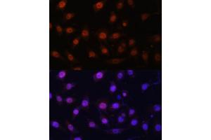 Immunofluorescence analysis of L929 cells using KDM1 Polyclonal Antibody (ABIN7268323) at dilution of 1:100 (40x lens).