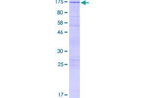 Image no. 1 for C-Jun-Amino-Terminal Kinase-Interacting Protein 2 (JIP-2) (AA 1-824) protein (GST tag) (ABIN1310311)