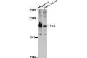 Western blot analysis of extracts of various cell lines, using LMO2 antibody (ABIN6293053) at 1:3000 dilution. (LMO2 anticorps)