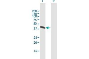 Western Blot analysis of NR1I3 expression in transfected 293T cell line by NR1I3 MaxPab polyclonal antibody.