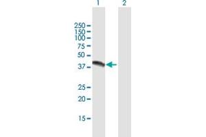 Western Blot analysis of NR1I3 expression in transfected 293T cell line by NR1I3 MaxPab polyclonal antibody. (NR1I3 anticorps  (AA 1-352))