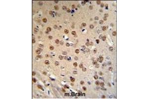 WTX Antibody (Center) (ABIN390467 and ABIN2840835) IHC analysis in formalin fixed and paraffin embedded mouse brain tissue followed by peroxidase conjugation of the secondary antibody and DAB staining.